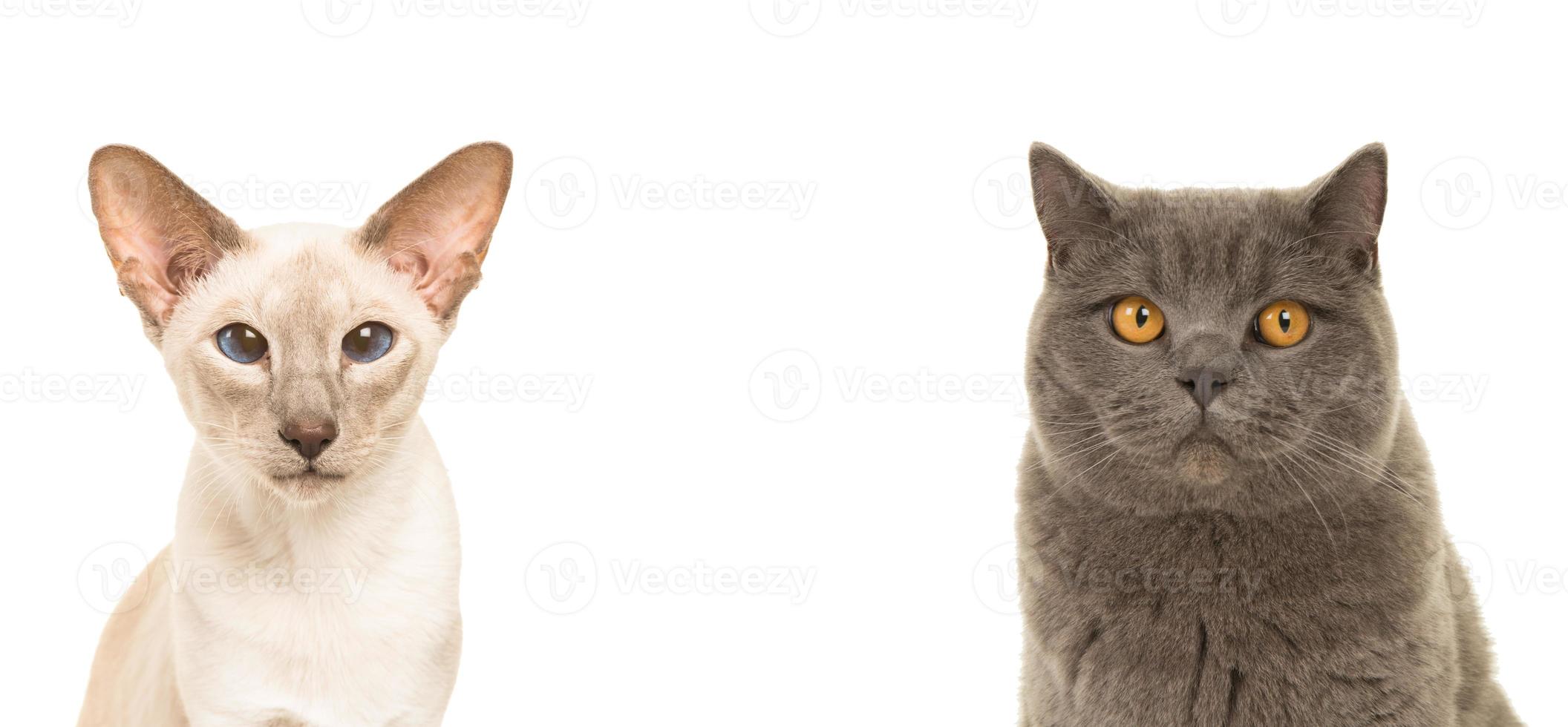 duo ritratto di gatto siamese e britannico a pelo corto foto
