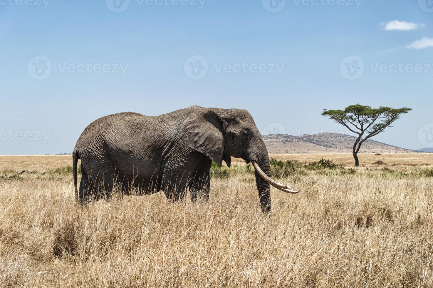 albero di elefante e acacia foto