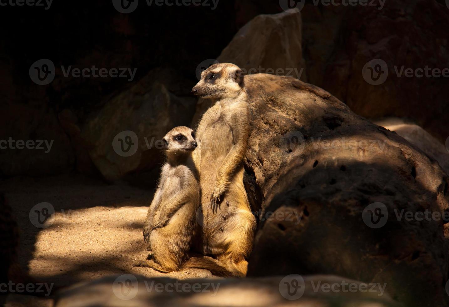 meerkat madre e figlio. foto