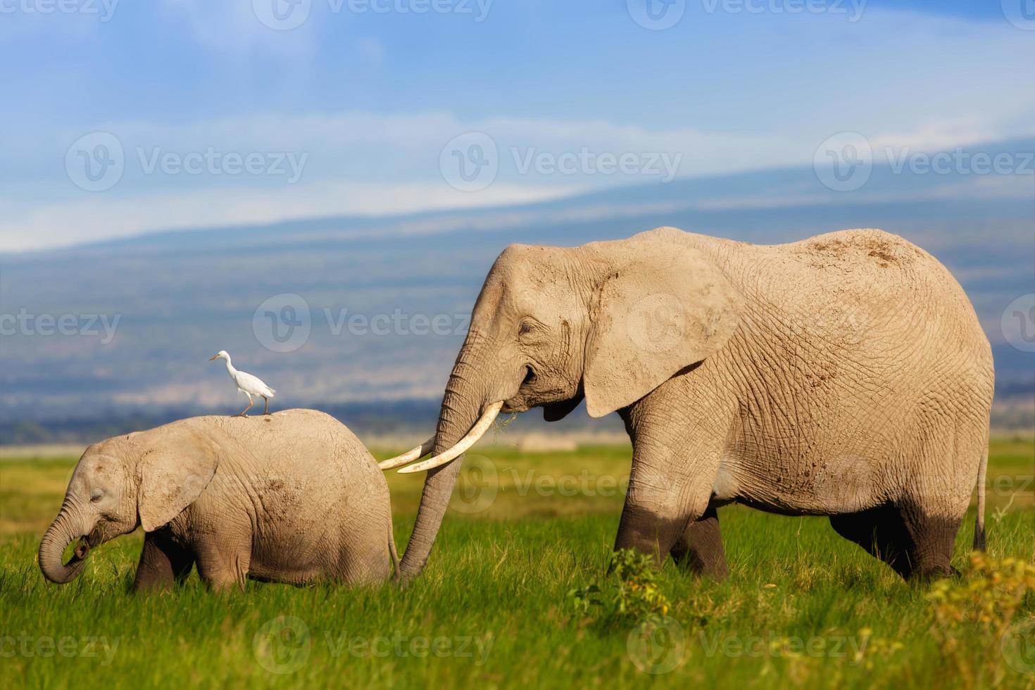 madre dell'elefante africano con il suo vitello nella palude foto