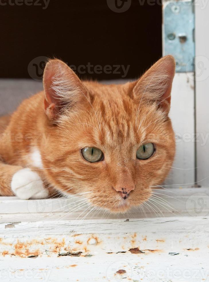 foto del ritratto di un gatto che guarda da una finestra