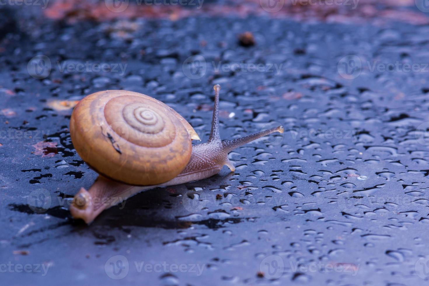 primo piano lumaca sul tavolo foto