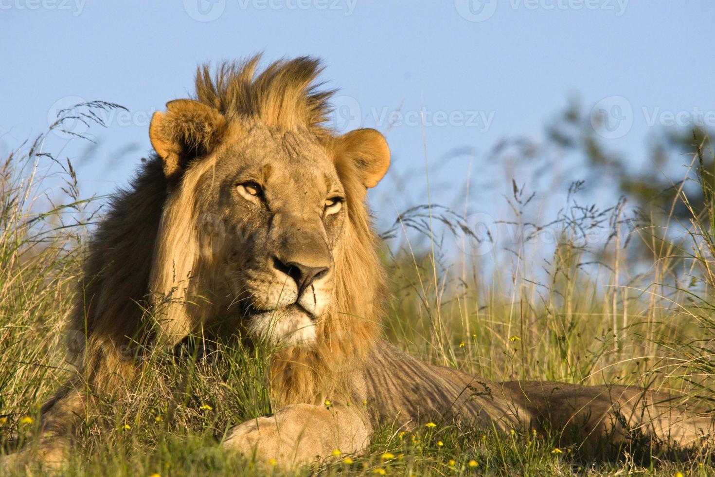 primo piano del leone maschio in habitat naturale foto