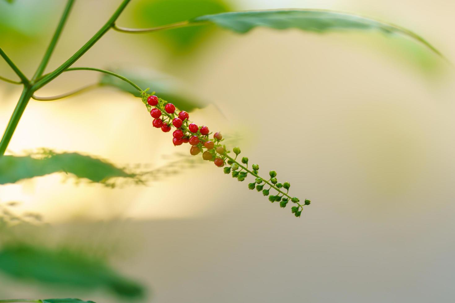 primo piano di giovane mini fiore rosso e verde con foglia verde sotto la luce del sole con spazio di copia utilizzando come sfondo il paesaggio di piante naturali, concetto di copertina di ecologia. foto