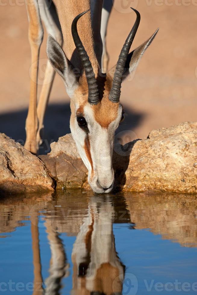 bere antilope antilope saltante foto