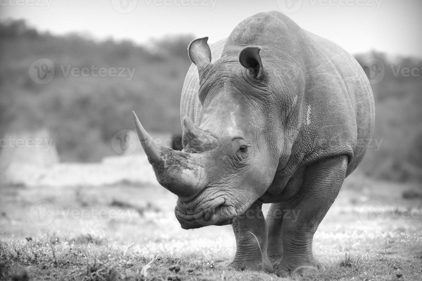 rinoceronte bianco foto