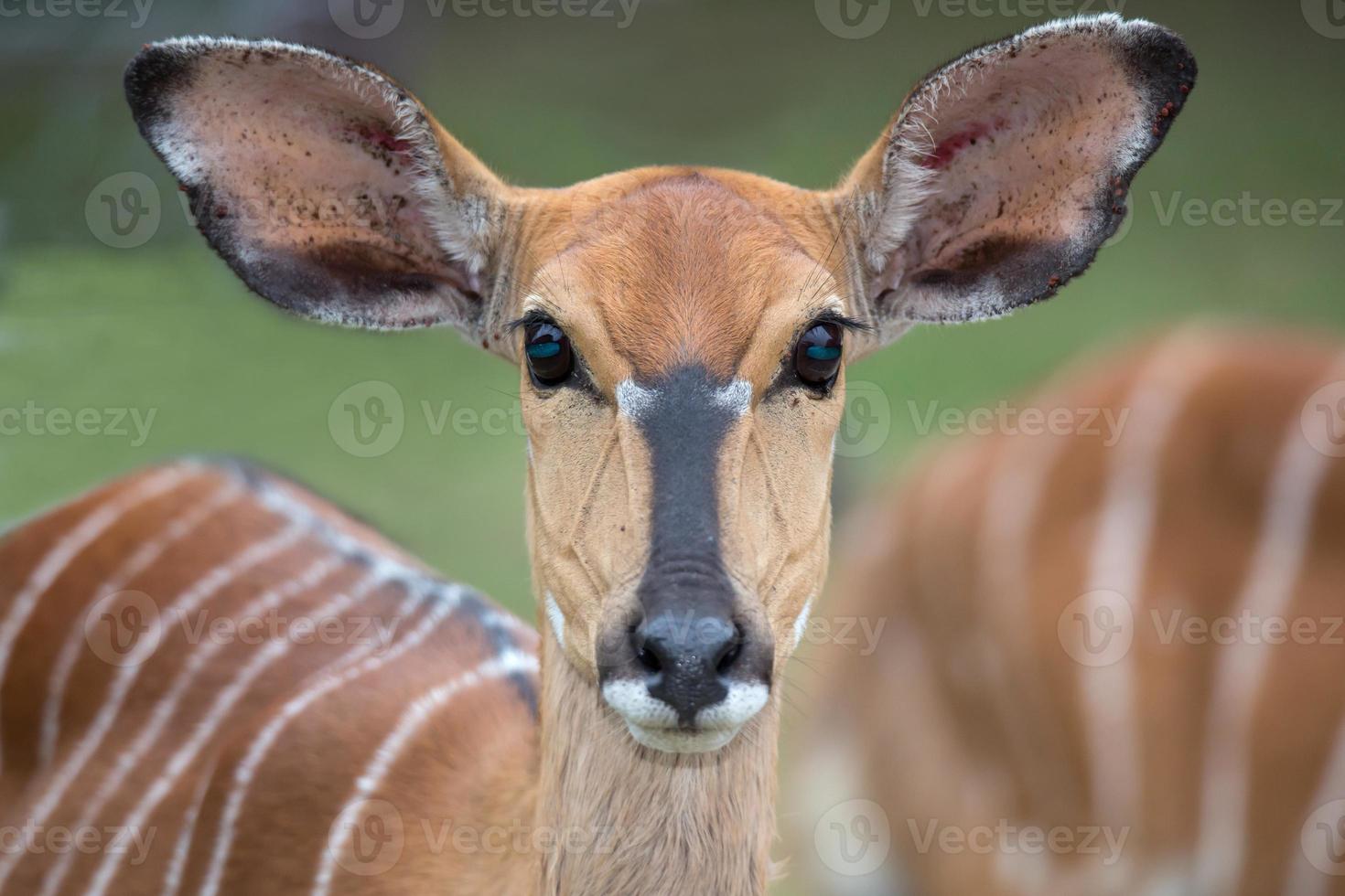 antilope nyala femmina foto