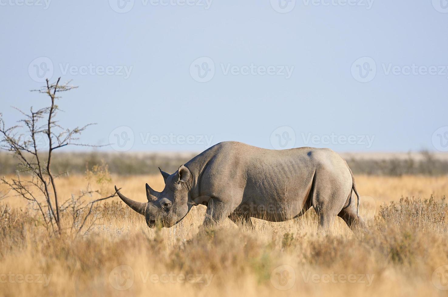 rinoceronte nero nel parco nazionale di etosha foto