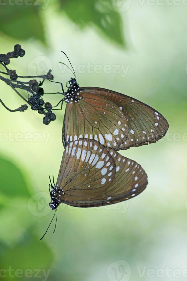 accoppiamento della farfalla corvo comune foto