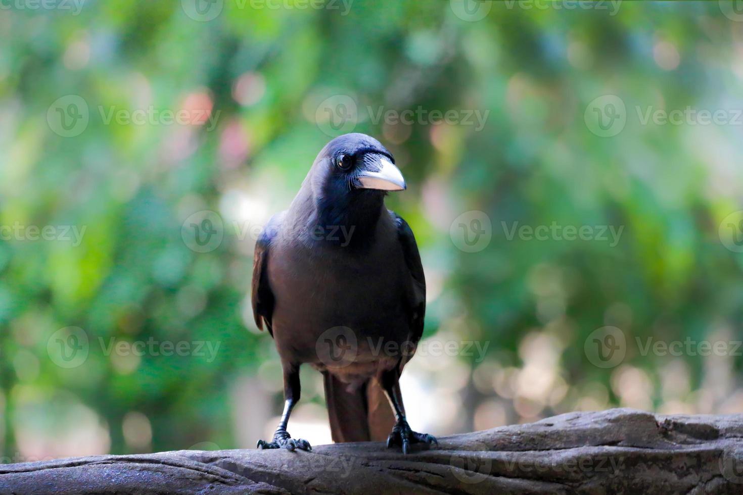 corvo dello Sri Lanka colombo foto