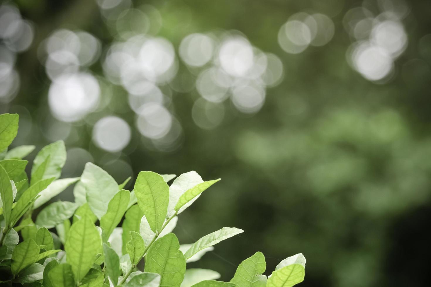 bellissimo sfondo verde naturale, primo piano di foglie verdi fresche sotto la luce del sole al mattino presto. pianta a foglia verde al sole, carta da parati di mattina di primavera foto