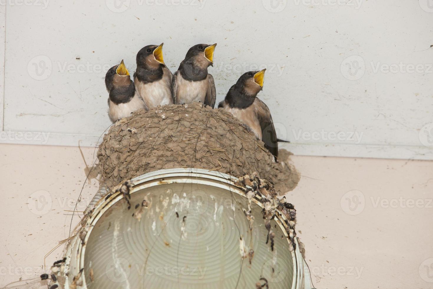 sette uccelli sono rondini, sedute in un nido con il becco aperto, in attesa dei genitori con il cibo, il nido è su una lampadina, foto