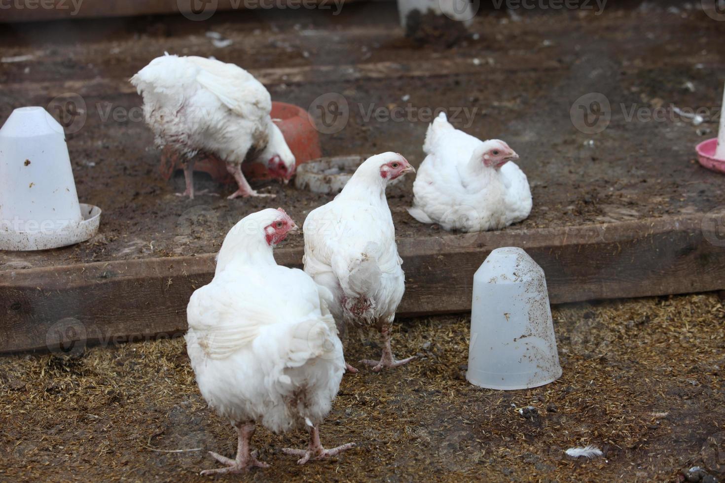 l'uccello bianco è un pollo, che cammina nella fattoria vicino alla mangiatoia. foto