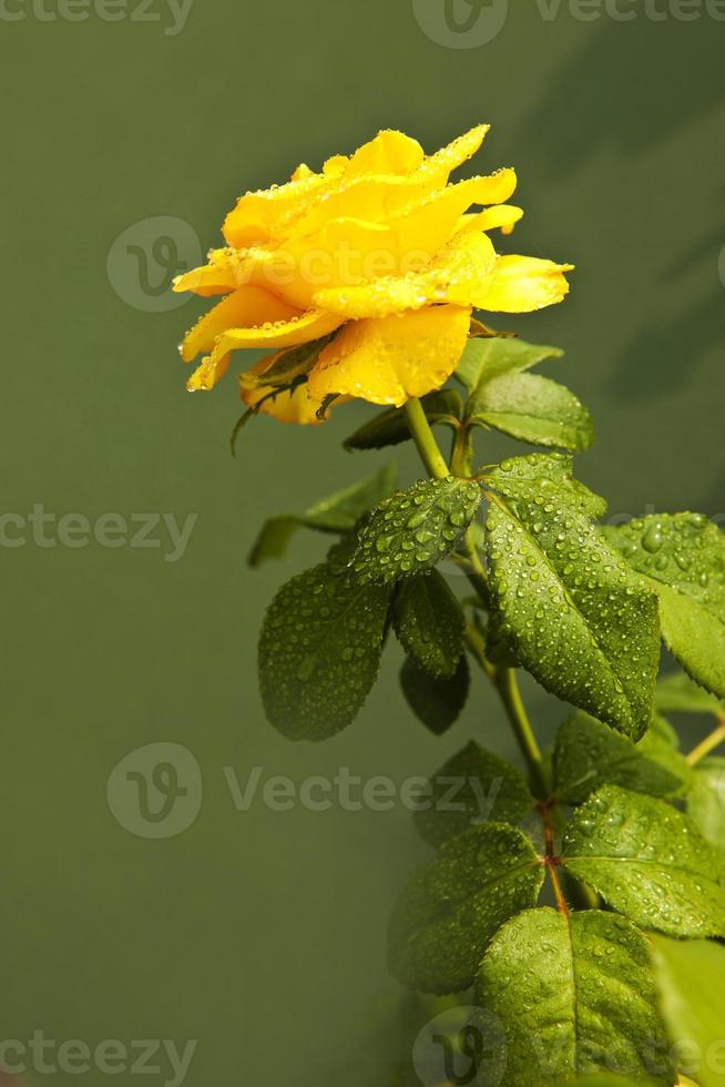 foglie verdi gialle rosa su sfondo verde, le rose significano luminose, allegre e gioiose creano sentimenti caldi e forniscono felicità foto