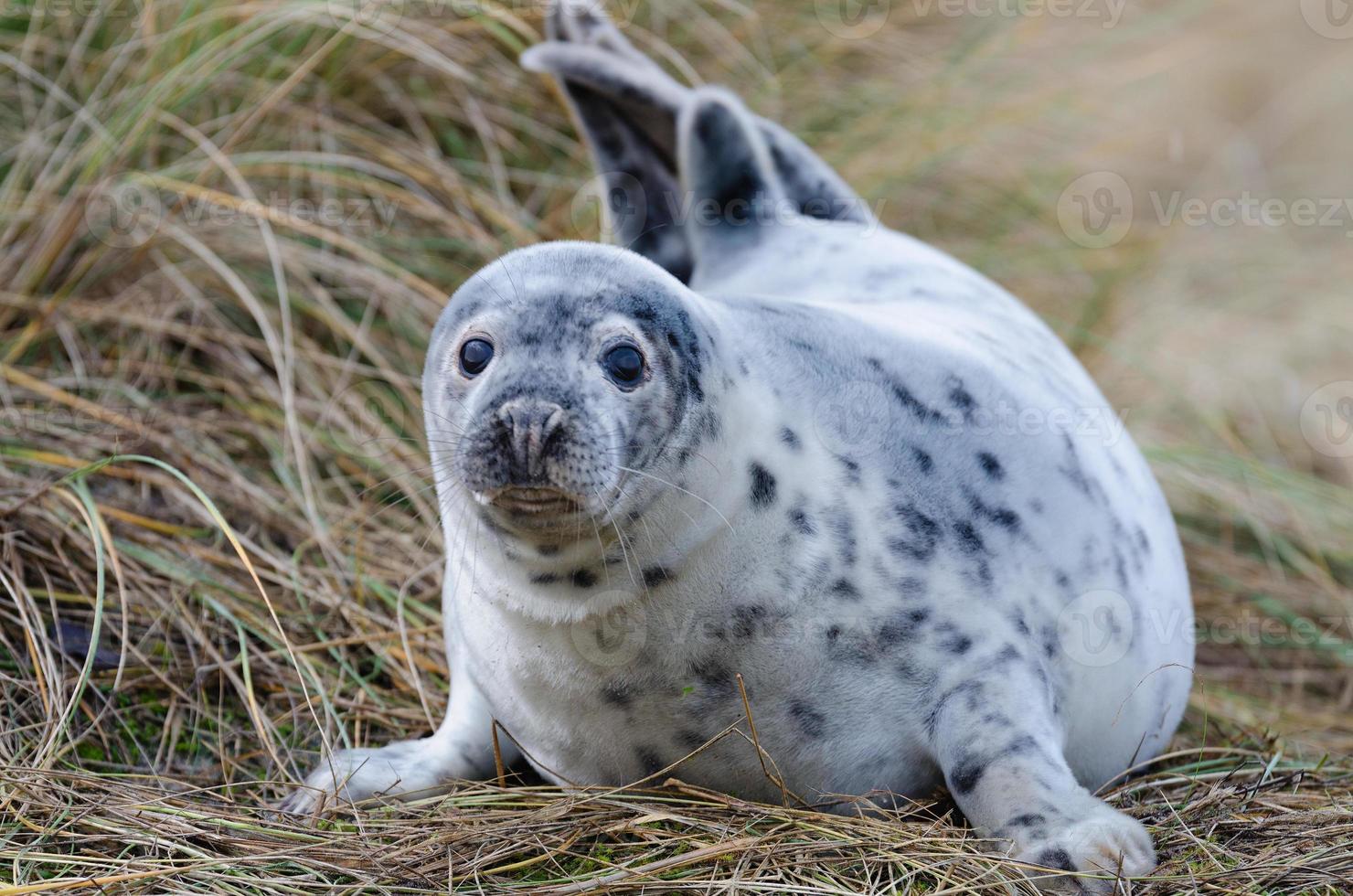 giovane foca davanti all'erba della spiaggia foto