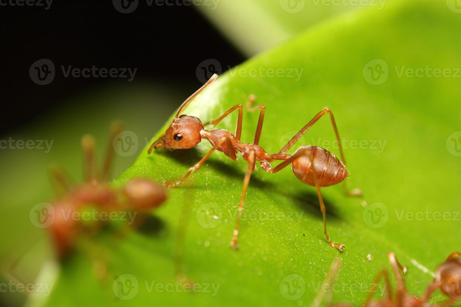 piccola formica rossa che lavora all'albero foto