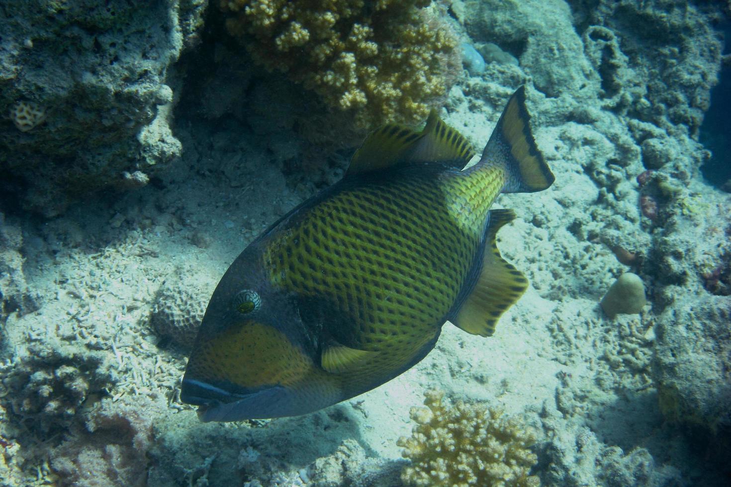 grande pesce balestra gigante sulla barriera corallina foto