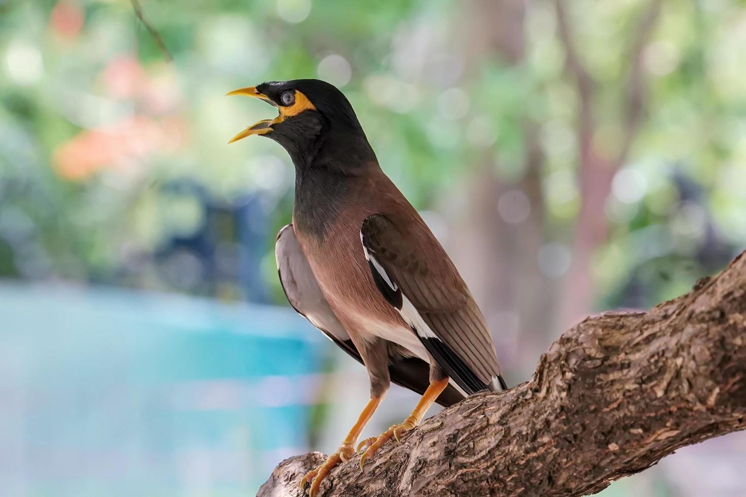 un uccello sta aprendo la bocca per rinfrescarsi in estate, uccelli in Thailandia foto