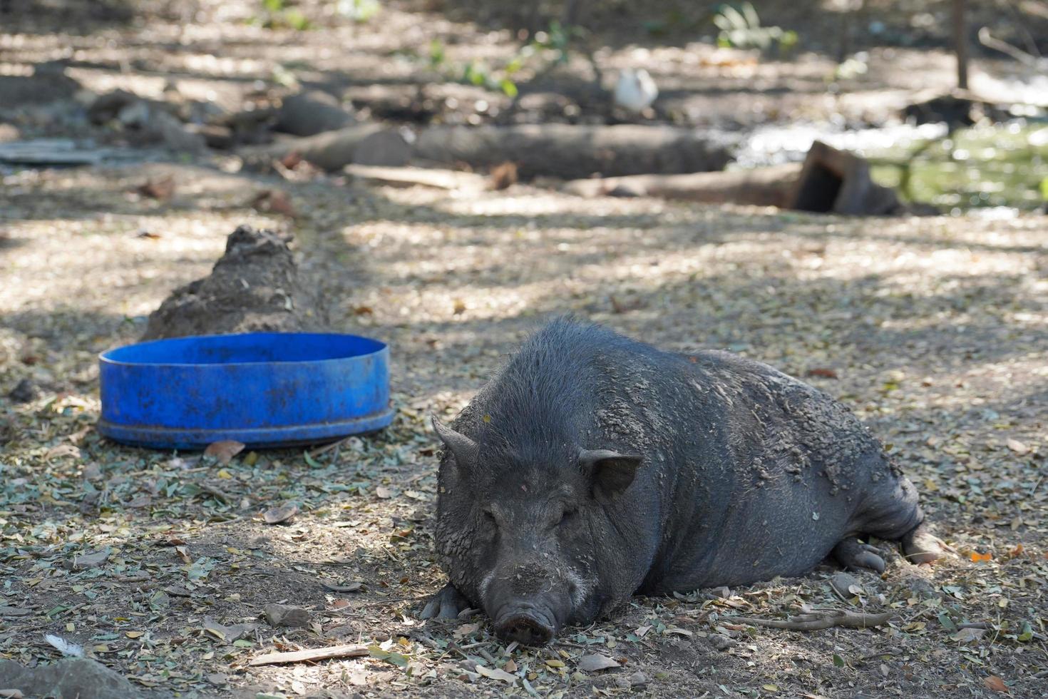 una grande cinghiale sporca dorme d'estate dopo l'alimentazione. foto