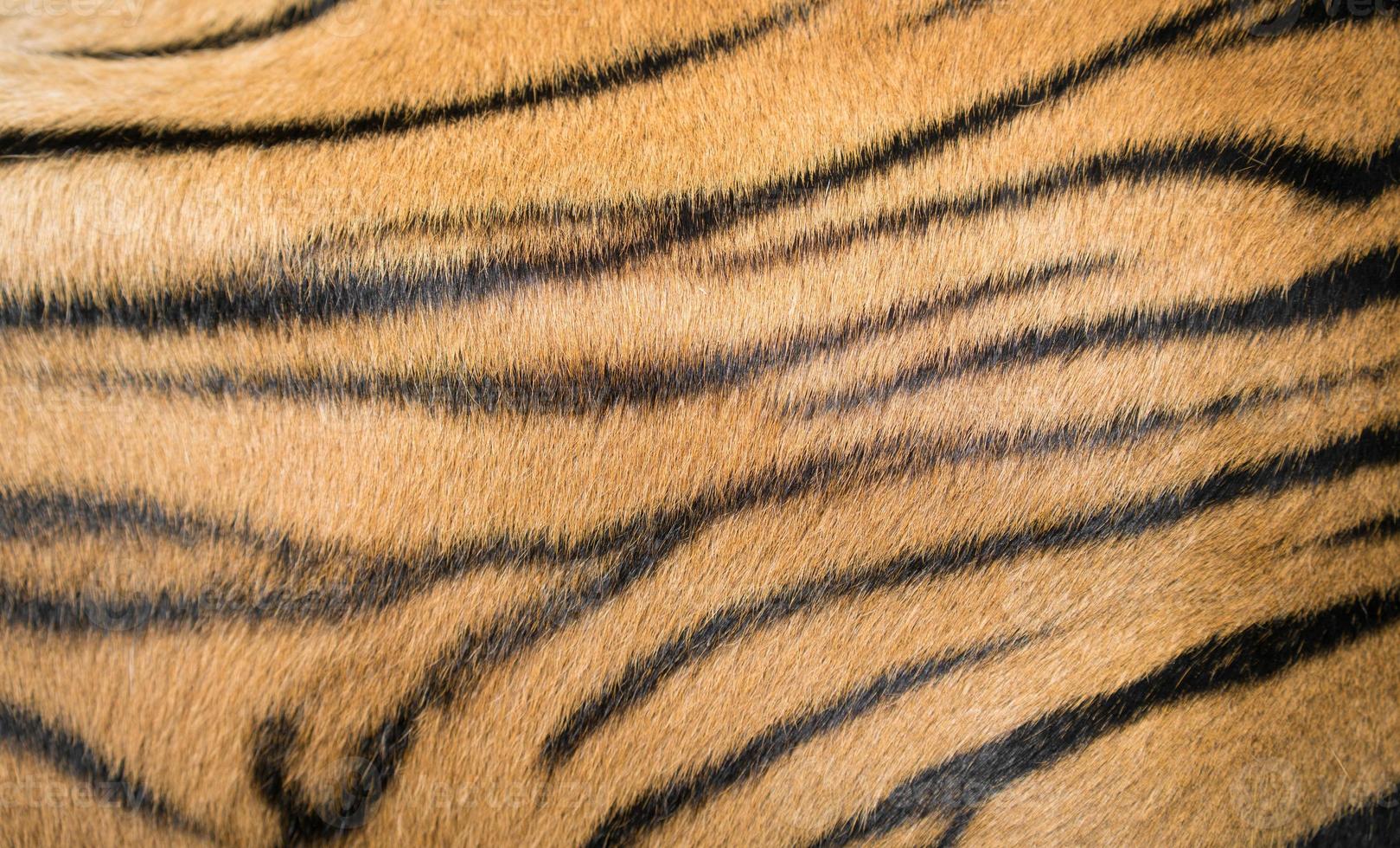 sfondo strutturato di pelliccia di tigre del Bengala foto