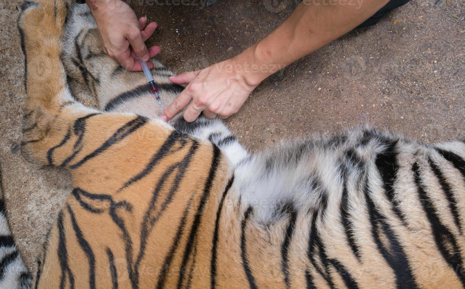 veterinario e guardiano dello zoo che prendono sangue dalla tigre foto