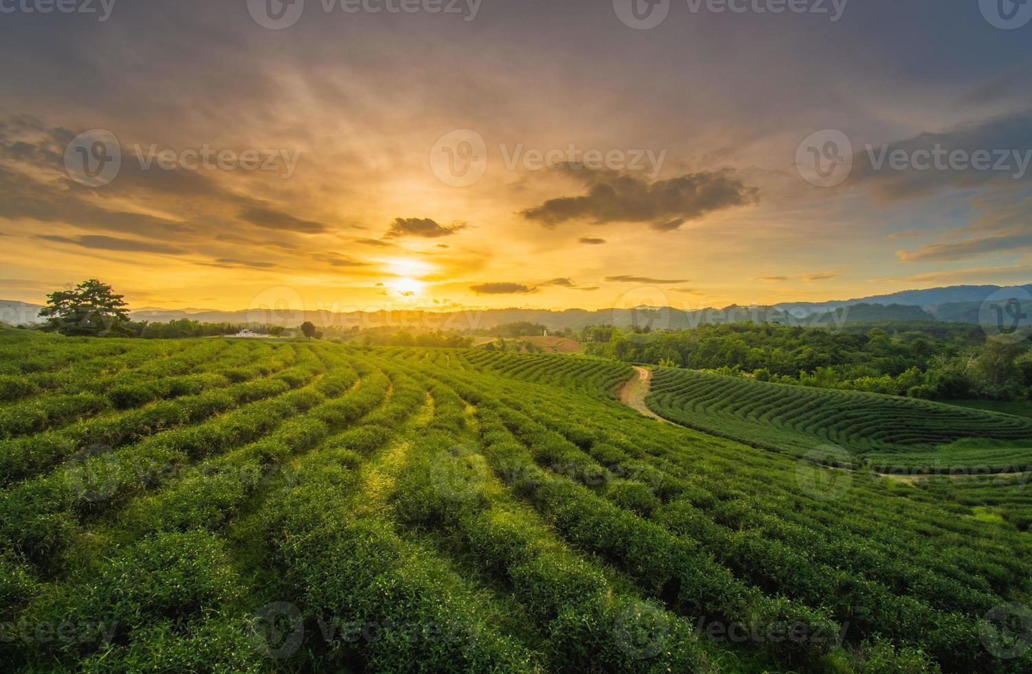 piantagione di tè chui fong questa è una popolare attrazione turistica a chiang rai. tramonto bellissimo foto