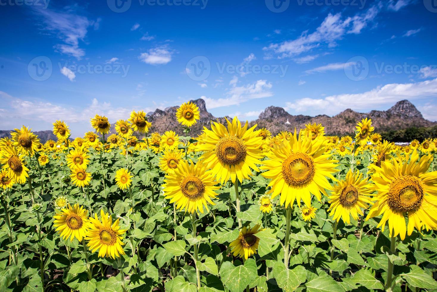 girasole con cielo blu foto