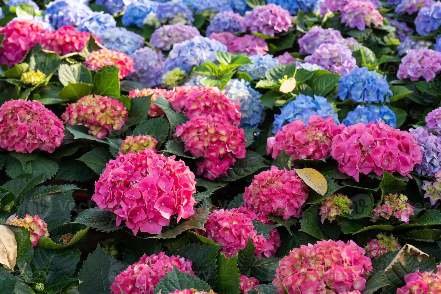 bellissimo cespuglio di fiori di hortensia, viola, blu, lilla, rosa, fiore di ortensia viola hydrangea macrophylla che fiorisce nel giardino, parco foto