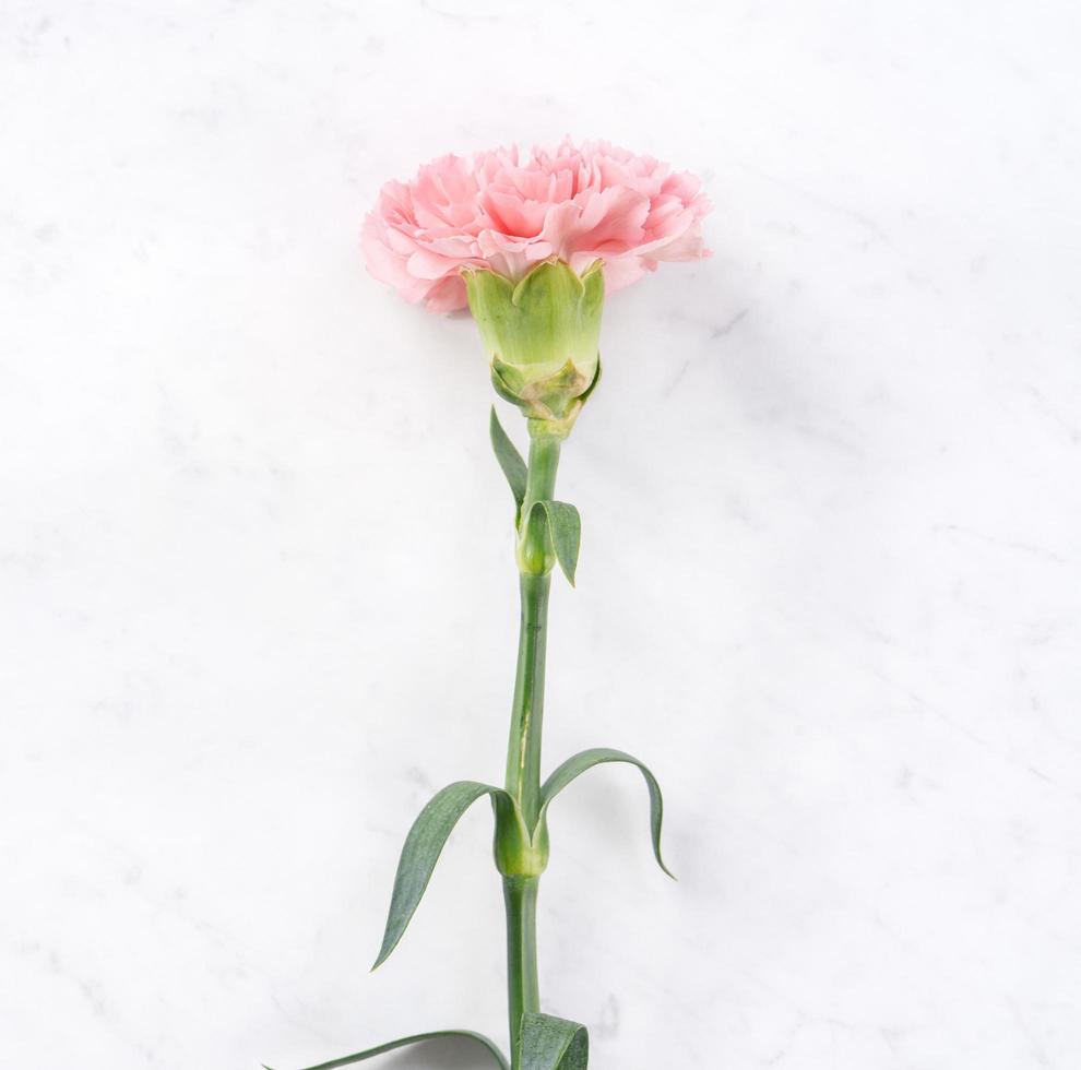 bellissimo ed elegante fiore di garofano rosa su sfondo luminoso in marmo bianco, concetto di regalo di fiori per la festa della mamma, vista dall'alto, distesi, sopraelevato foto