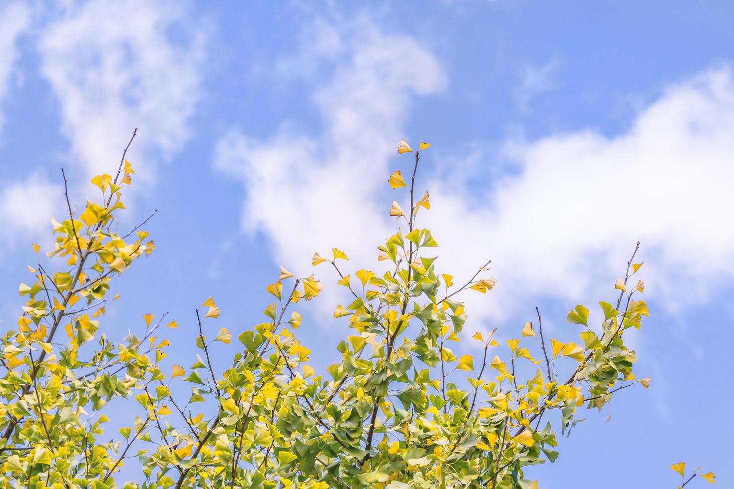 concetto di design - bellissimo ginkgo giallo, foglia di albero di gingko biloba nella stagione autunnale in una giornata di sole con luce solare, primo piano, bokeh, sfondo sfocato. foto