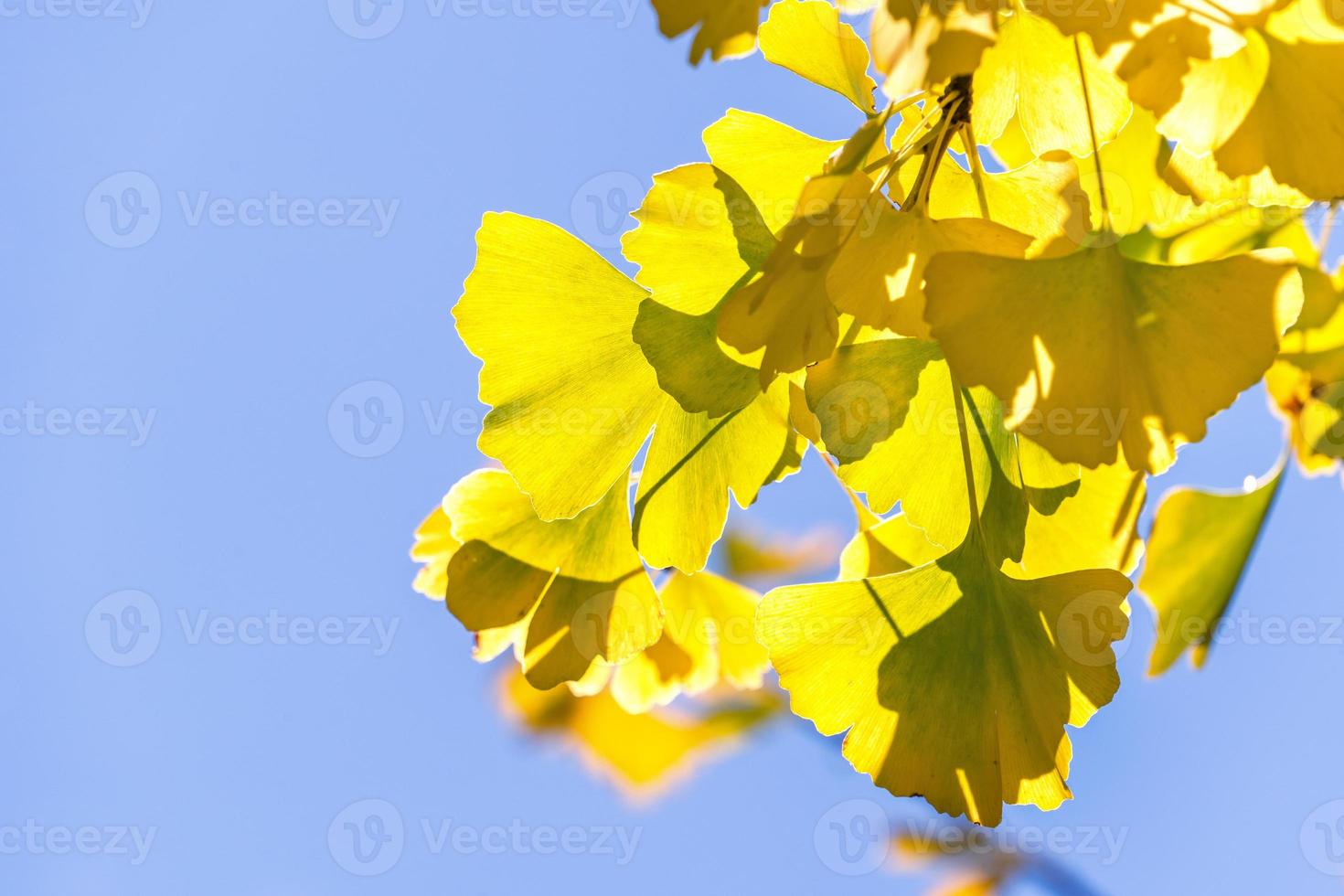 concetto di design - bellissimo ginkgo giallo, foglia di albero di gingko biloba nella stagione autunnale in una giornata di sole con luce solare, primo piano, bokeh, sfondo sfocato. foto