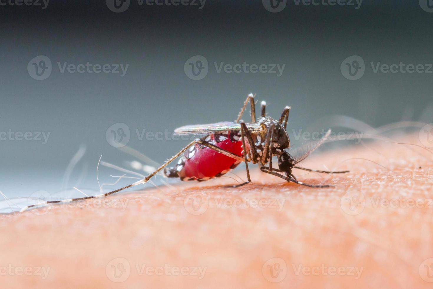 succhiare le zanzare blood_set b-2 foto