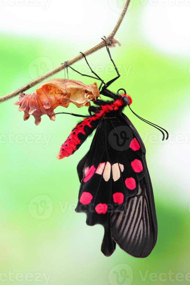 farfalla cambia forma crisalide foto