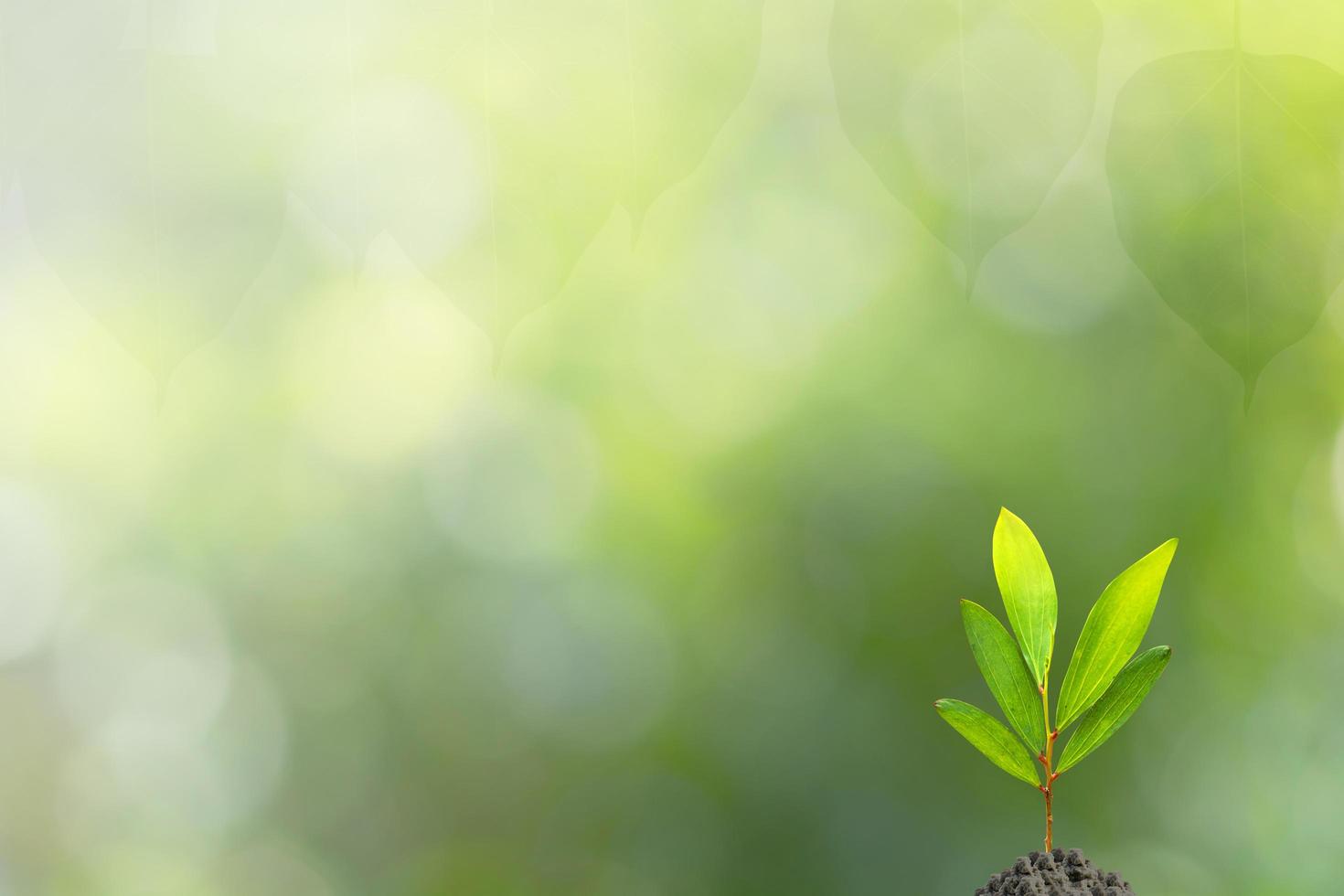 nuovo albero della vita foto