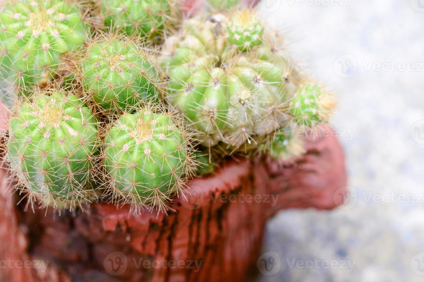cactus in vaso su sfondo di luce naturale. foto