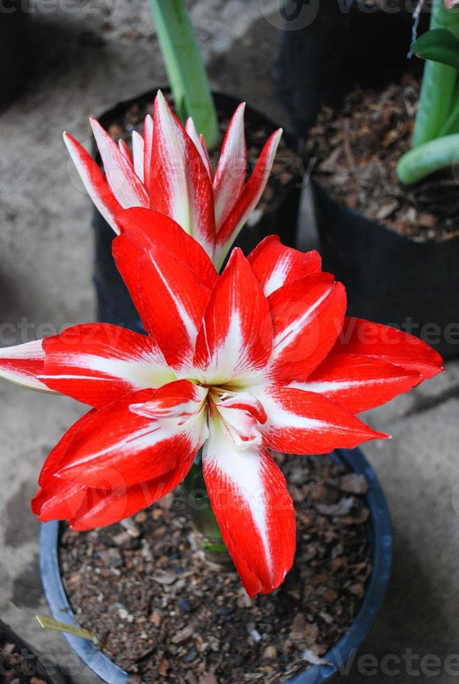 fiore di amarylis, piena fioritura in un giardino botanico tropicale. hippeastrum amaryllis foto