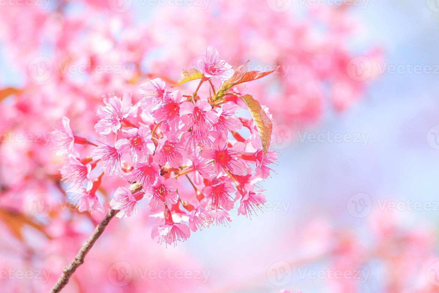 fiori di ciliegio in primavera con messa a fuoco morbida, fioritura di ciliegio primaverile sfocata sfocata, sfondo di fiori bokeh, sfondo di fiori pastello e tenui. foto