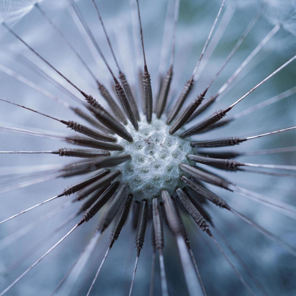 bellissimo seme di fiore di tarassaco in primavera foto