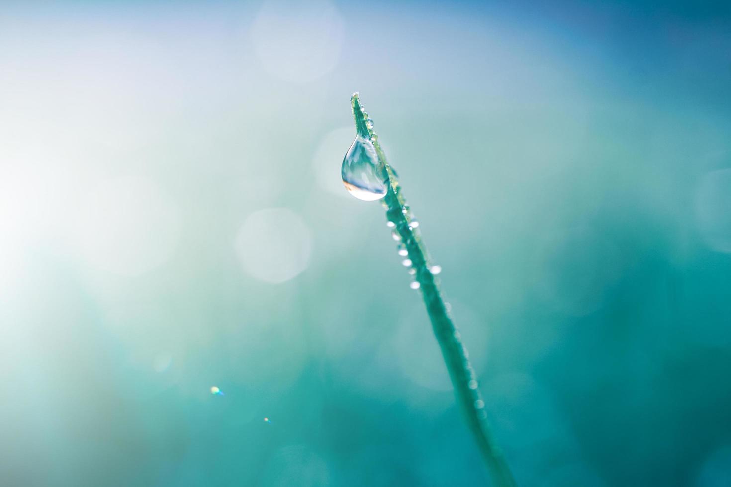 goccia di pioggia sulla foglia d'erba in primavera nei giorni di pioggia foto