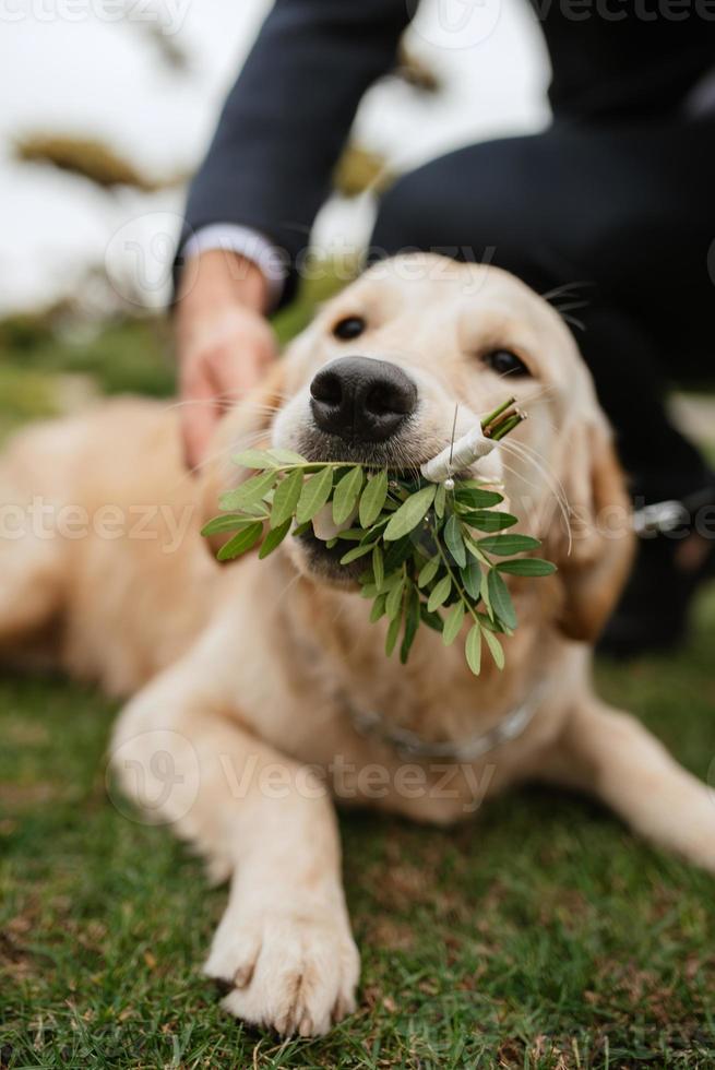 cane golden retriever a un matrimonio foto