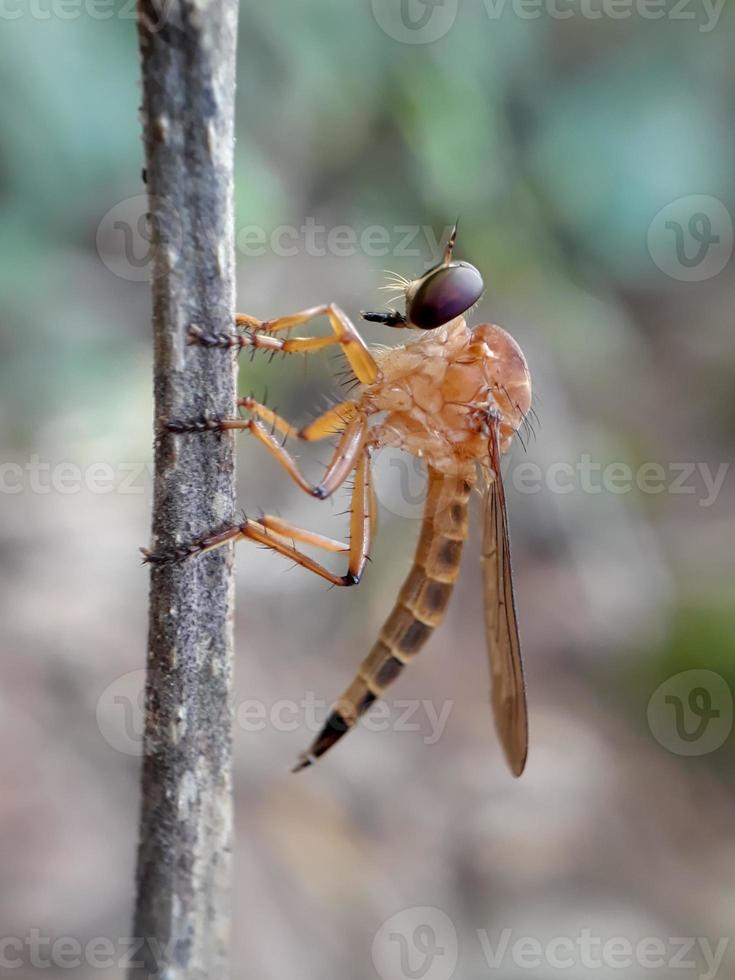 robberfly gold su ramoscelli a sfondo naturale foto