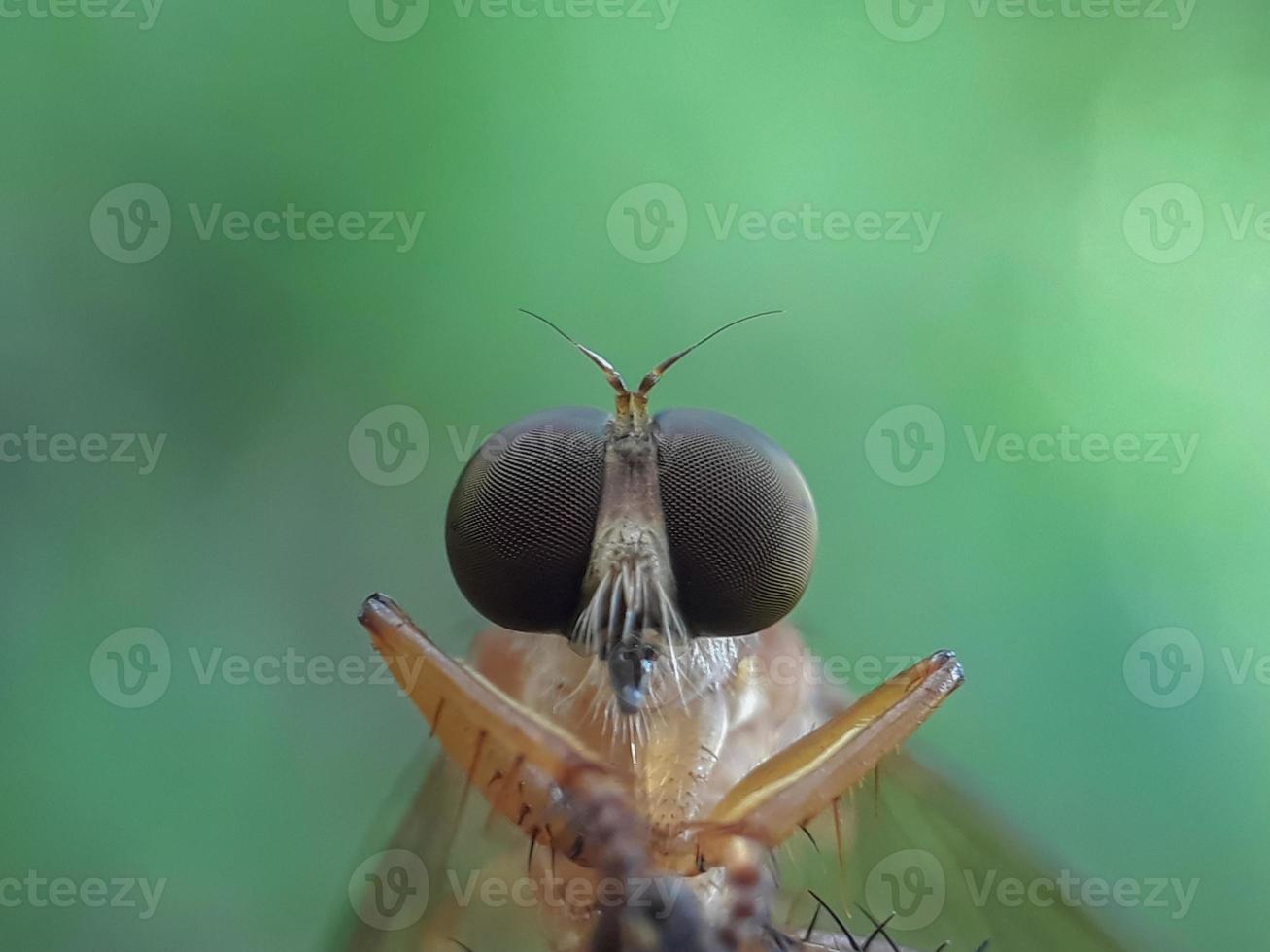 robberfly gold su ramoscelli a sfondo naturale foto
