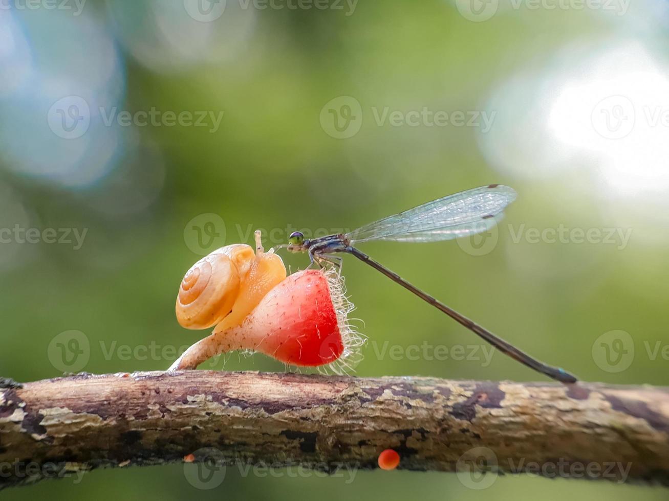 lumache su funghi e libellule su uno sfondo naturale foto