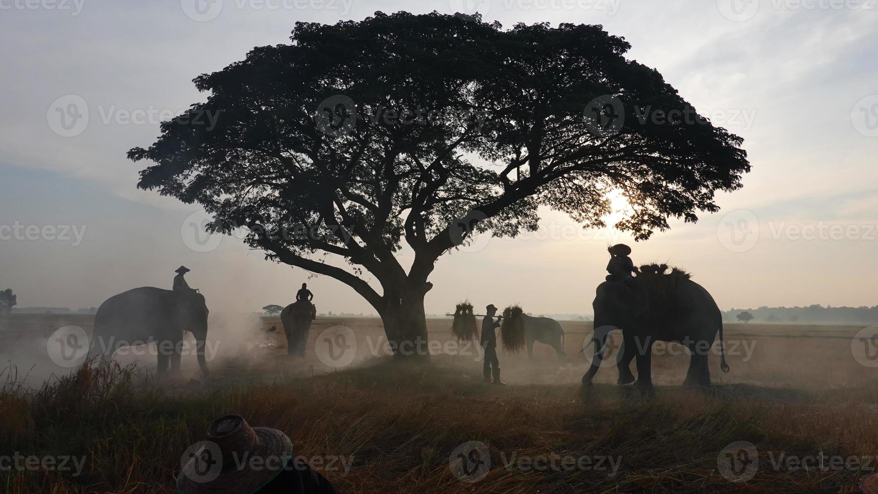 silhouette elefante sullo sfondo del tramonto, elefante tailandese in surin thailandia. foto