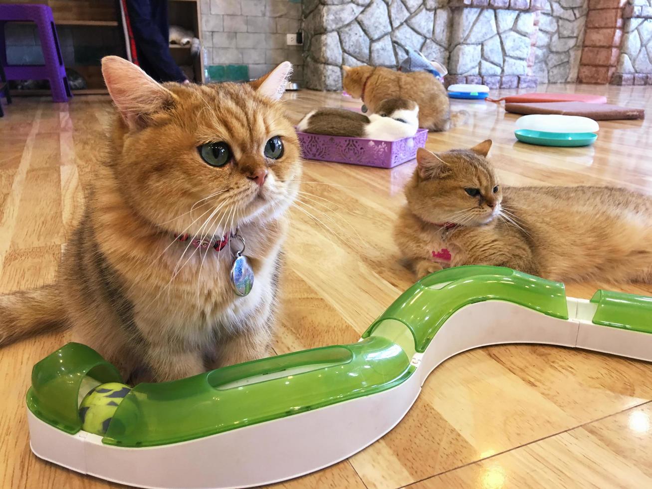 un bellissimo gatto domestico sta riposando in una stanza calda e leggera, un gatto grigio a pelo corto con gli occhi verdi che guarda la telecamera foto