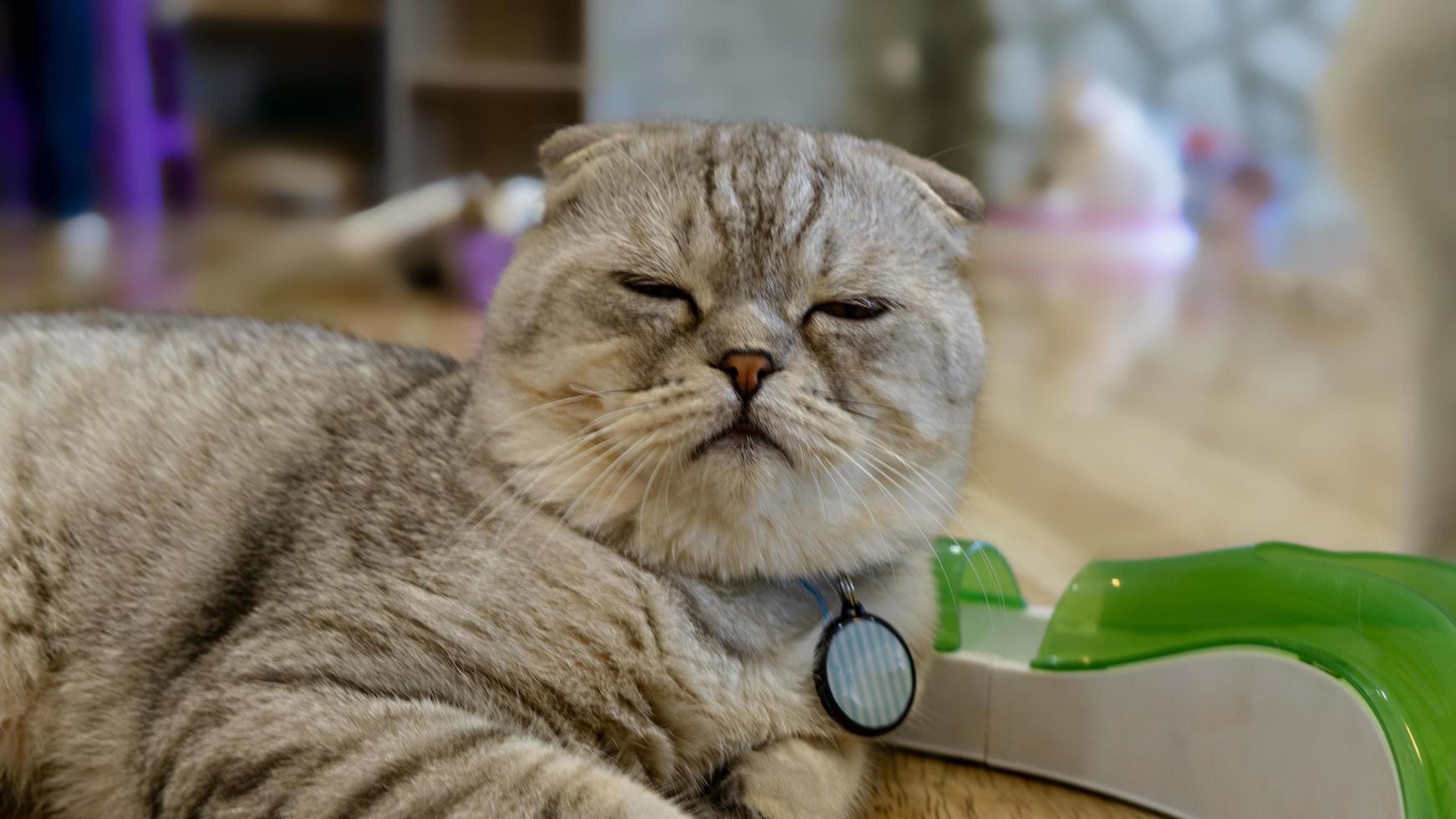 un bellissimo gatto domestico sta riposando in una stanza calda e leggera, un gatto grigio a pelo corto con gli occhi verdi che guarda la telecamera foto