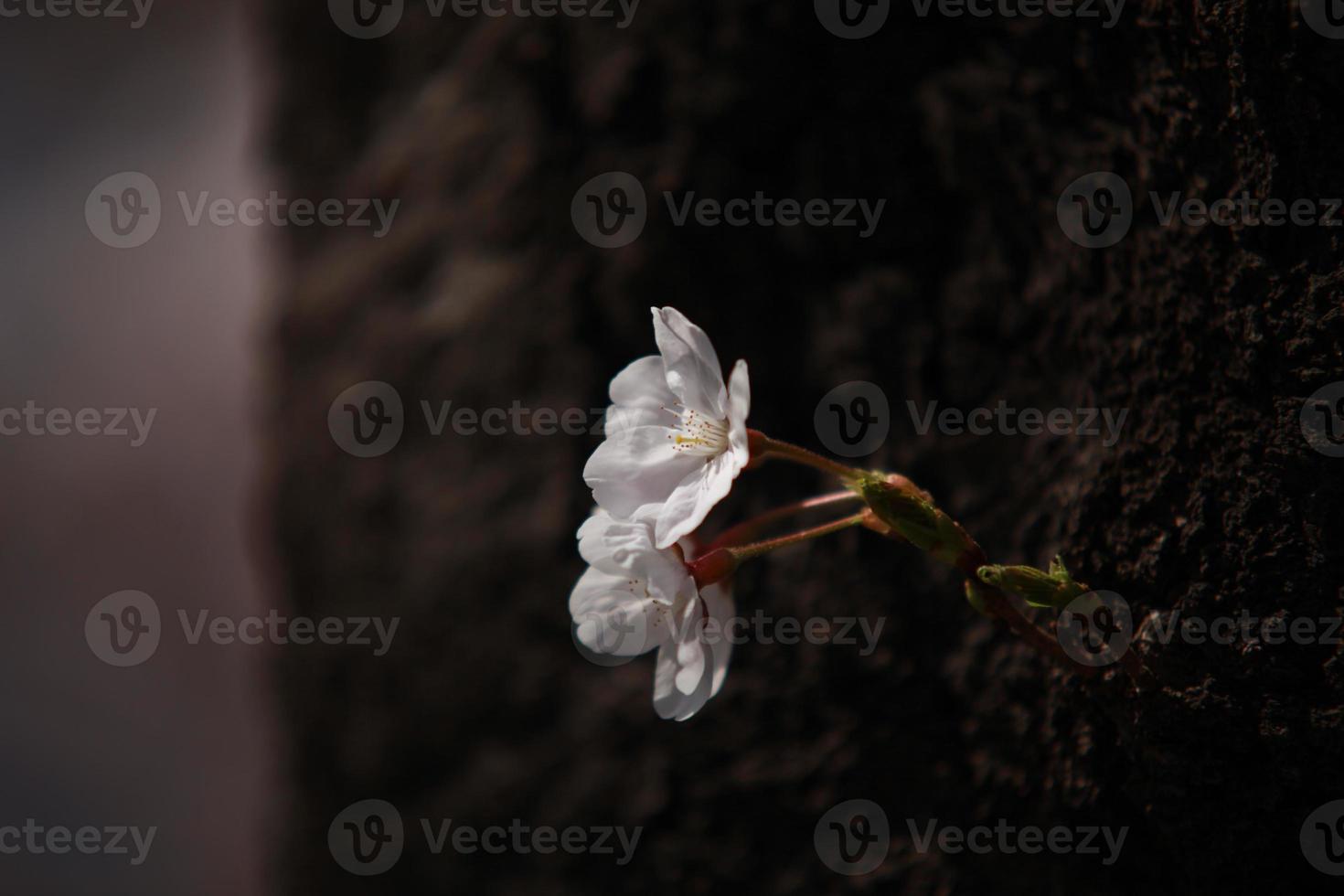 fiore di ciliegio foto