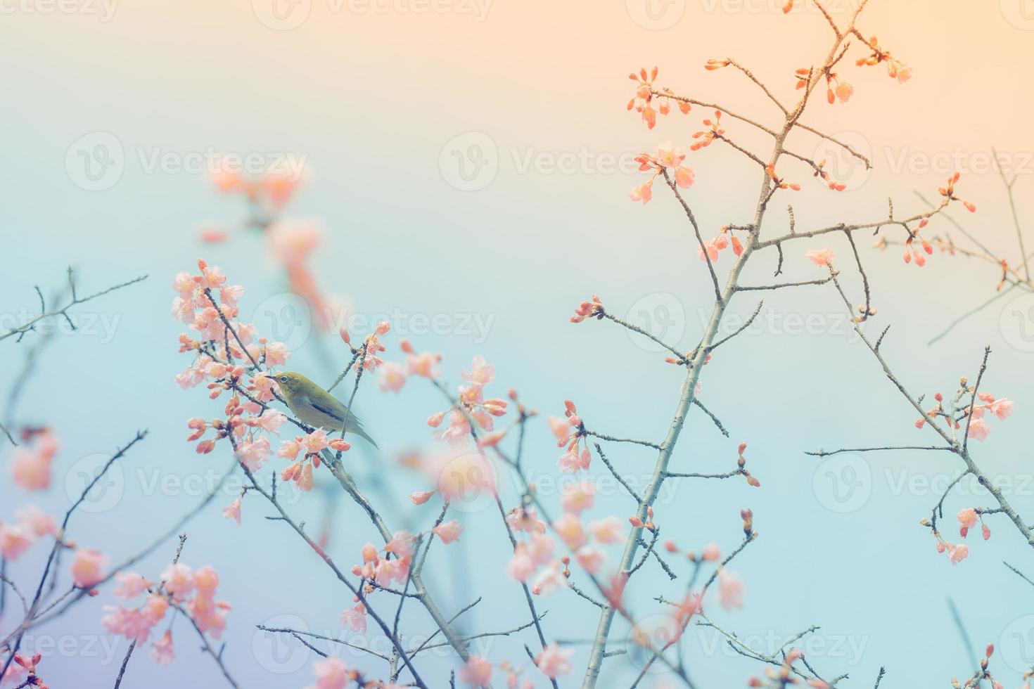 fiori di ciliegio con un uccello dagli occhi bianchi foto