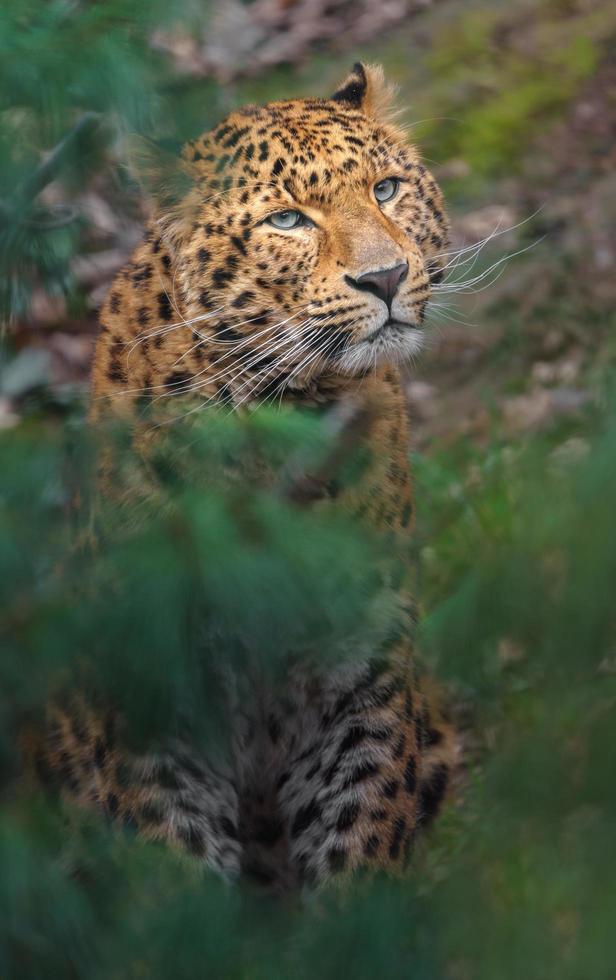 leopardo dell'amur nello zoo foto