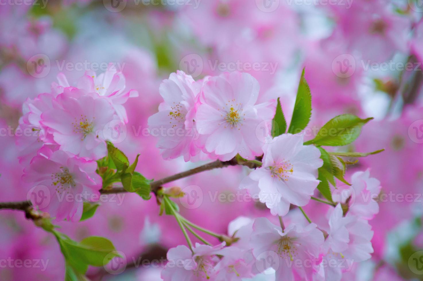 la bellezza dei fiori di ciliegio vista in newjersey foto